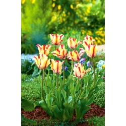 Tulipa Flaming Parrot - Tulip Flaming Parrot - Confezione XXXL 250 pz