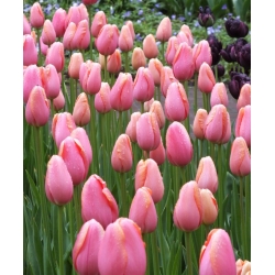 Tulipa Menton - Лале Ментон - XXXL опаковка 250 бр - 