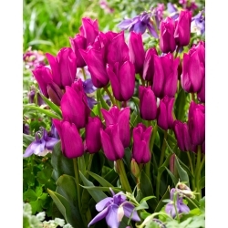 Tulipa lila csokor - Tulipán lila csokor - XXXL csomag 250 db.