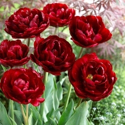 Tulipa Uncle Tom - Лале Uncle Tom - XXXL опаковка 250 бр - 
