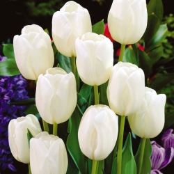 Tulipa White Dream - Tulip White Dream - XXXL iepakojums 250 gab.