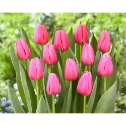 Big Love tulipan - XXXL pakke 250 stk