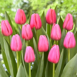 Tulipa Big Love - pacote XXXL 250 unid. - 