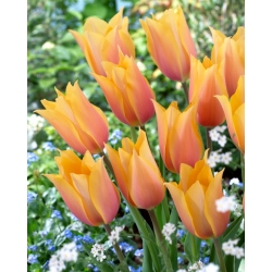 Blushing Lady tulip - XXXL опаковка 250 бр - 