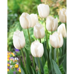 Tulipa branca - pacote XXXL 250 unid.