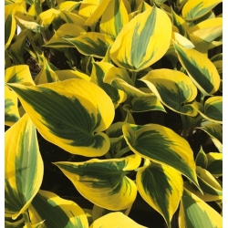 Hosta Autumn Frost; plantain lilja, giboshi - XL pakkaus - 50 kpl