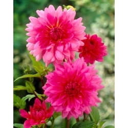 Růžová jiřina - Dahlia Pink - XL balení - 50 ks.