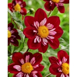 Dahlia - Eefje - XL-pack - 50 st