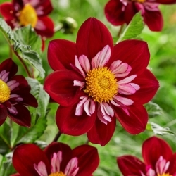 Dahlia - Eefje - XL-pack - 50 st