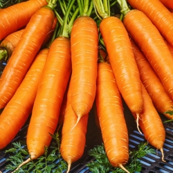 Морков Марион F1 - 25 000 калибрирани семена 1.6 - 1.8 мм - професионални семена за всеки - 