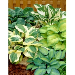 Hosta - sort blanding med forskelligt farvede blade; plantain lilje - XL pakke - 50 stk.