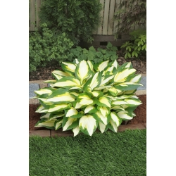 Color Festival hosta, plantain lily - tricolour leaves - XL pack - 50 pcs