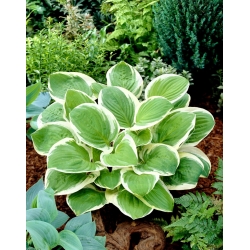 Diana Remembered hosta, plantain lily - large flower - XL pack - 50 pcs