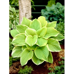 Fragrant Bouquet hosta, plantain lily - a fragrant variety - XL pack - 50 pcs