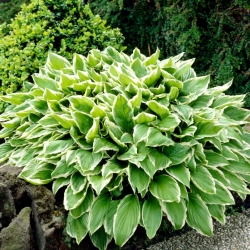 Albomarginata hosta, plantain lilja - XL pakkaus - 50 kpl