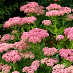 Showy stonecrop - Sedum spectabile - seedling; iceplant, butterfly stonecrop - XL pack - 50 pcs