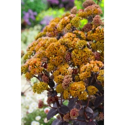 Yellow Xenox orpine - Sedum - seedling; livelong, frog's-stomach, harping Johnny, life-everlasting, live-forever, midsummer-men, Orphan John, witch's moneybags - XL pack - 50 pcs