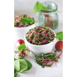 Sprouting seeds - Radish Red Coral - 500 g