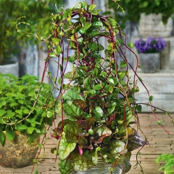 Malabar spinach - climbing vine