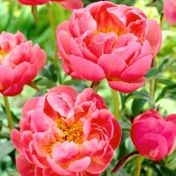 Peony, Paeonia - Coral Charm - Seedling - Large Pack! - 10 pcs