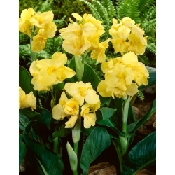 Canna Lily - Yellow Futurity - Large Pack! - 10 pcs.