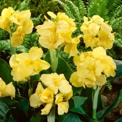 Canna Lily - Yellow Futurity - Large Pack! - 10 pcs.