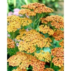 Common yarrow - Tricolour - yellow with red edge