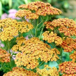 Common Yarrow - Tricolor - Yellow with Red Edge - Large Pack! - 10 pcs.