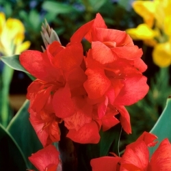 Canna Lily - Red Beauty - Large Pack! - 10 pcs.
