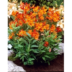 Peru lilija - Alstroemeria Orange King - 1 gab.