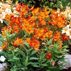 Peru lilija - Alstroemeria Orange King - 1 gab.