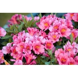 Perun lilja - Alstroemeria Roze - 1 kpl