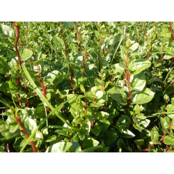 Malabar-Spinat - Kletterpflanze - 