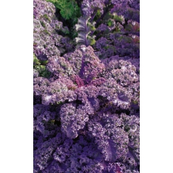 بذور "القرمزي" Kale- oleracea النحاسي - 300 بذور - Brassica oleracea L. var. sabellica L. - ابذرة