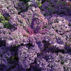 بذور "القرمزي" Kale- oleracea النحاسي - 300 بذور - Brassica oleracea L. var. sabellica L. - ابذرة