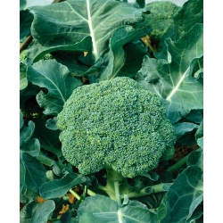 Brokkoli - Limba - 300 magok - Brassica oleracea L. var. italica Plenck