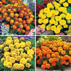 Caléndula - conjunto de cuatro variedades de plantas con flores - 