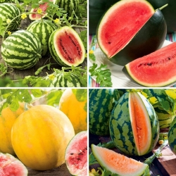 Vannmelon - utvalg av fire varianter - 