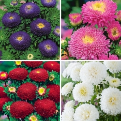 Aster con flores de pompones - conjunto de cuatro variedades de plantas con flores - 