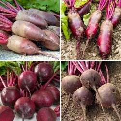Red beet - seeds of four varieties