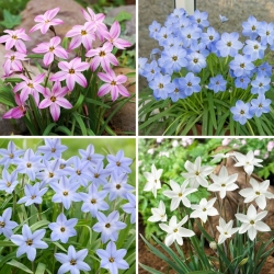 Ipheion - vårens stjärnblomma - urval av fyra blommande växtsorter - 40 st - 