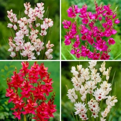 Ixia - corn lily - selection of four flowering plant varieties - 100 pcs