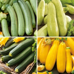 Zucchine/zucchine - semi di quattro varietà - 