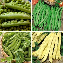 Feijão + Ervilha - sementes de quatro variedades - 