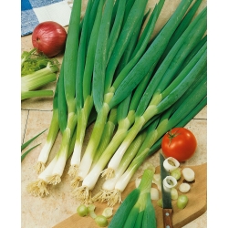 پیاز ویلز "باکال" - سبزیجات طولانی مدت و خوشمزه - 500 دانه - Allium fistulosum 