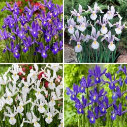 Nederlandsk iris - utvalg av fire blomstrende plantesorter - 40 stk - 
