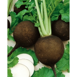 Winter radish "Kulata Cerna" "Black Ball" - 400 seeds