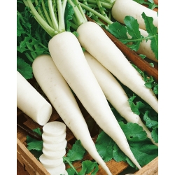 Radish "Astor" - rădăcini albe, alungite pentru consum direct - 425 de semințe - Raphanus sativus