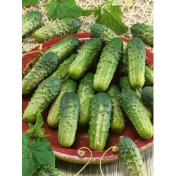 Cucumber "Altaj F1" - pale green variety with no hint of bitterness - 105 seeds