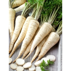 Root parsley Olomoucka - long, white roots - 500 g